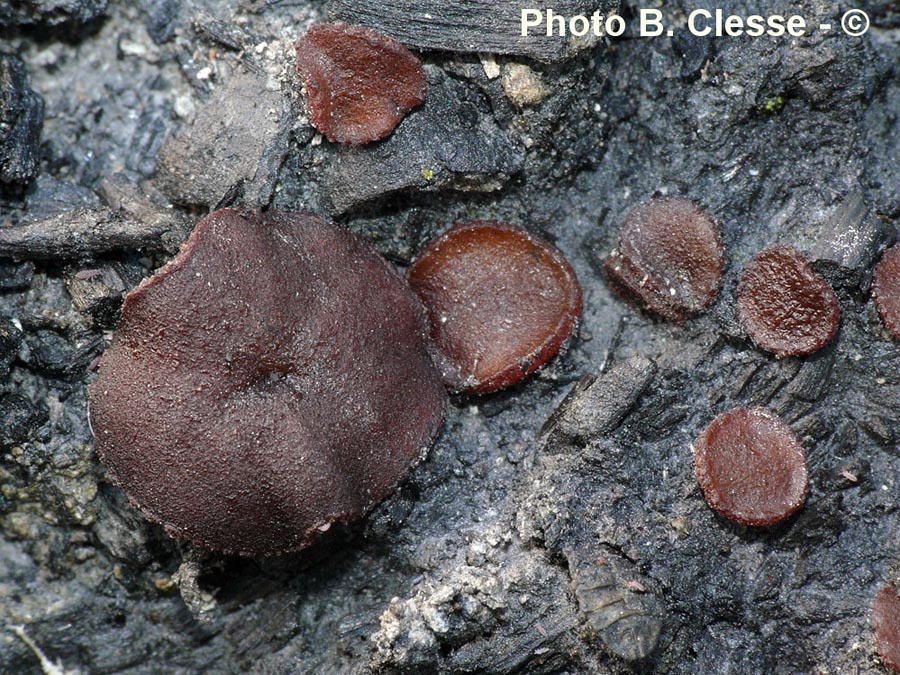 Ascobolus carbonarius